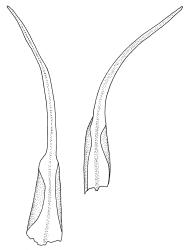 Trematodon flexipes, leaves. Drawn from J. Child 6008, CHR 432677.
 Image: R.C. Wagstaff © Landcare Research 2016 